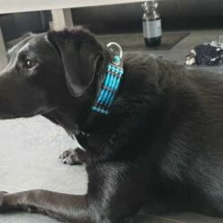 Doxtasy Hondenhalsband Blue River 35mm -Hond winkel image 1802