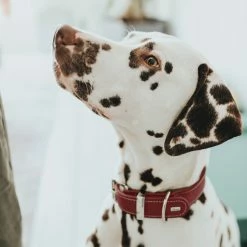 Hunter Hondenhalsband Aalborg Special Rood -Hond winkel image 1815