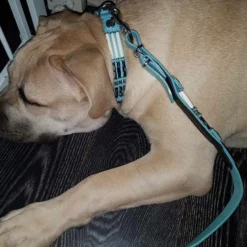 Doxtasy Hondenhalsband Baby Blue Eagle 25mm -Hond winkel image 1823