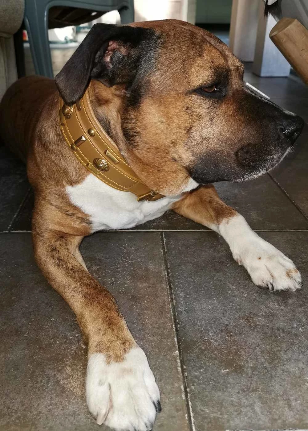 Doxtasy Hondenhalsband Glorious Tan 60mm 4 Doxtasy Hondenhalsband Glorious Tan 60mm - Afbeelding 2