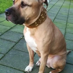 Doxtasy Hondenhalsband Glorious Tan 60mm 11 Doxtasy Hondenhalsband Glorious Tan 60mm -Hond winkel image 1870