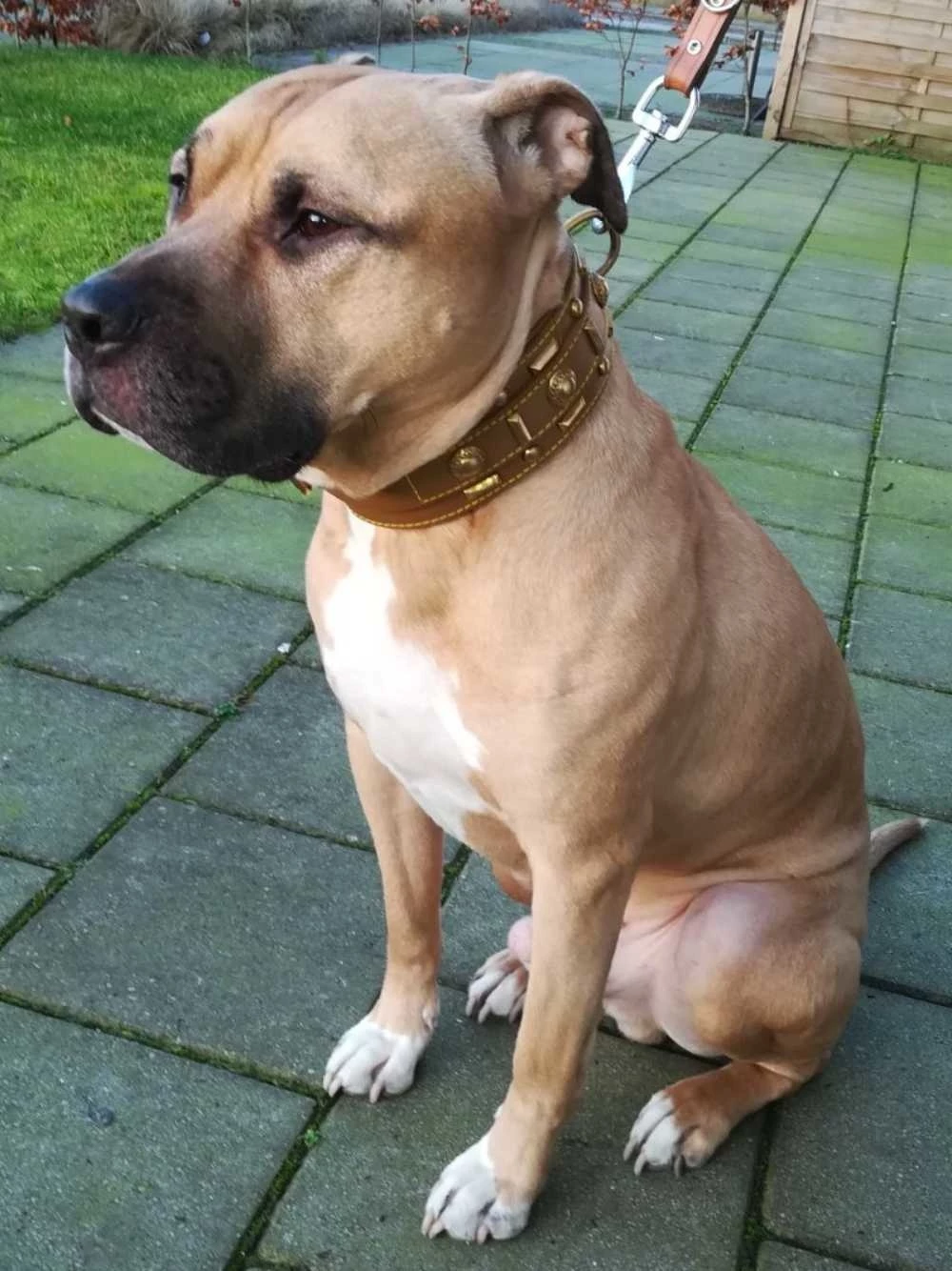 Doxtasy Hondenhalsband Glorious Tan 60mm 6 Doxtasy Hondenhalsband Glorious Tan 60mm - Afbeelding 4