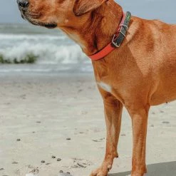 Hunter Hondenhalsband Convenience Comfort Oranje -Hond winkel image 1900