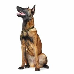 Hunter Training Halsband Hond Solid Education Olive