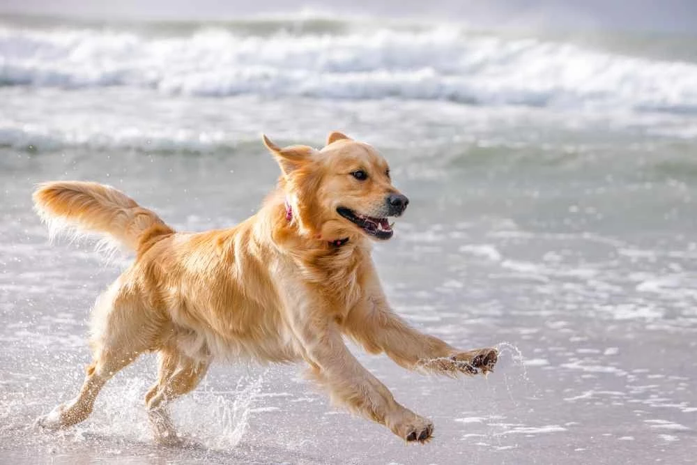 Rogz Hondenhalsband Airtech Classic Roze 4 Rogz Hondenhalsband Airtech Classic Roze - Afbeelding 2