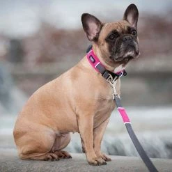 DOG Copenhagen Hondenhalsband Urban Explorer Wild Rose