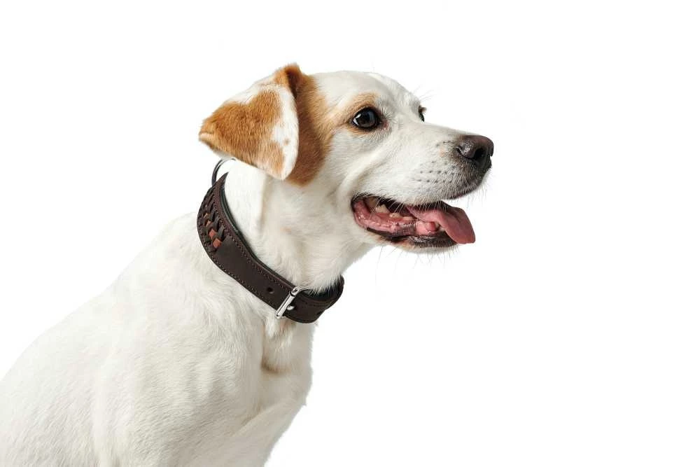 Hunter Hondenhalsband Solid Education Exclusive 4 Hunter Hondenhalsband Solid Education Exclusive - Afbeelding 2