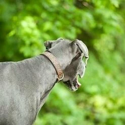 Sebastian Hondenhalsband Bengal Messing -Hond winkel image 1941