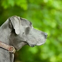 Sebastian Hondenhalsband Bengal Messing -Hond winkel image 1942