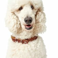 Hunter Hondenhalsband Solid Education Cognac