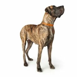 Hunter Hondenhalsband Cannes Alu Strong Oranje -Hond winkel image 1955