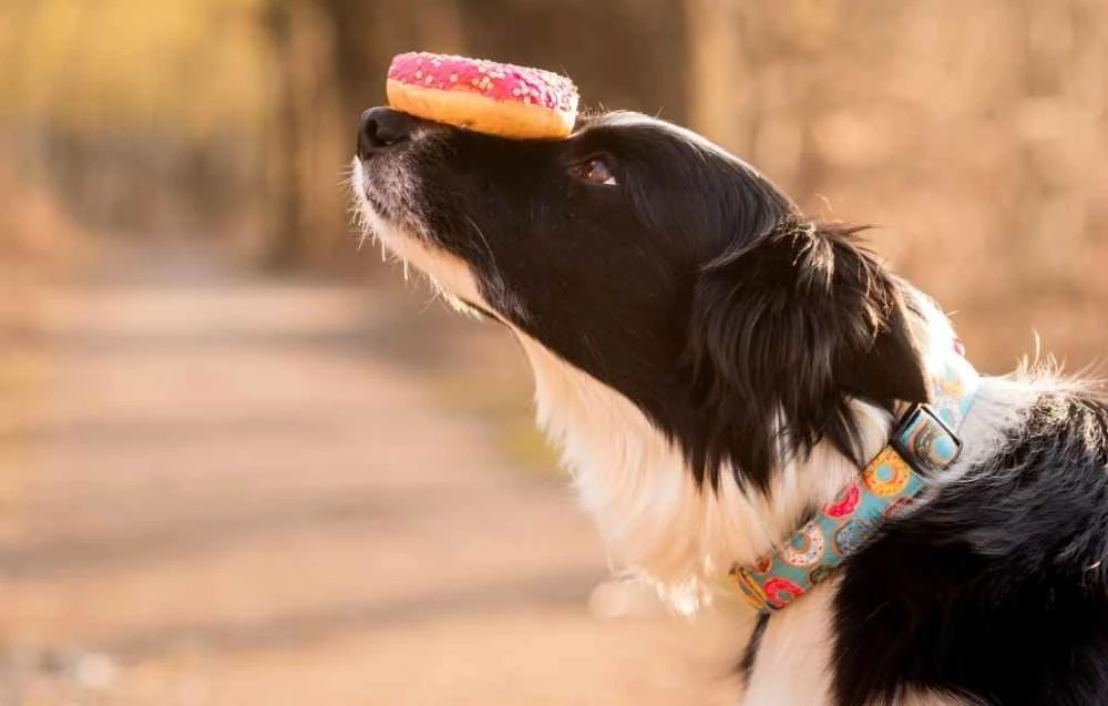 Max&Molly Max & Molly Hondenhalsband Donuts 4 Max&Molly Max & Molly Hondenhalsband Donuts - Afbeelding 2