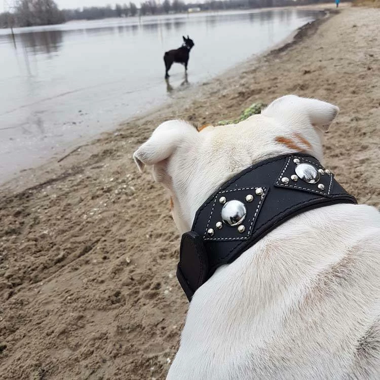 Doxtasy Hondenhalsband Ruff Chique Black 5 Doxtasy Hondenhalsband Ruff Chique Black - Afbeelding 3