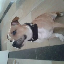 Doxtasy Hondenhalsband Ruff Chique Black 12 Doxtasy Hondenhalsband Ruff Chique Black -Hond winkel image 1983