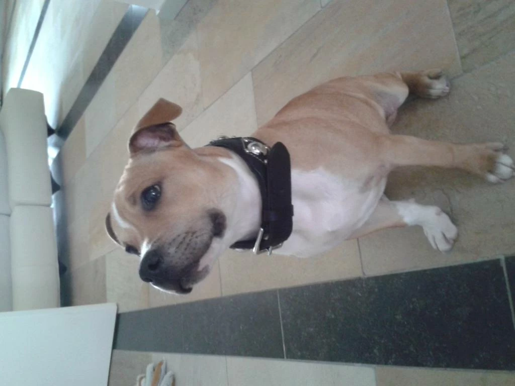 Doxtasy Hondenhalsband Ruff Chique Black 7 Doxtasy Hondenhalsband Ruff Chique Black - Afbeelding 5