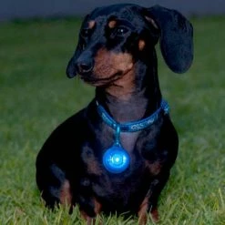 Rogz Roglite Veiligheidslamp Voor Honden Blauw -Hond winkel image 2008