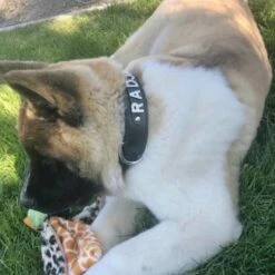 Doxtasy Hondenhalsband Met Naam Large Black -Hond winkel image 2025