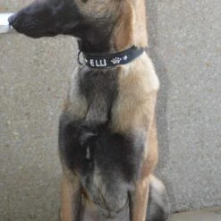 Doxtasy Hondenhalsband Met Naam Large Black -Hond winkel image 2026