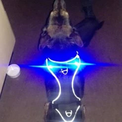 Curli Luumi Led Lampjes Zwart -Hond winkel image 2031