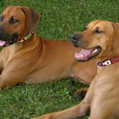 The Kenyan Collection Hondenhalsband Primary -Hond winkel image 2055