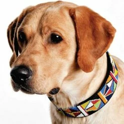 The Kenyan Collection Hondenhalsband Primary -Hond winkel image 2056