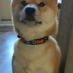 The Kenyan Collection Hondenhalsband Primary -Hond winkel image 2058