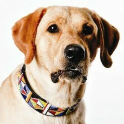 The Kenyan Collection Hondenhalsband Primary -Hond winkel image 2059