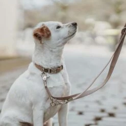 Hunter Hondenhalsband Inari Alu Strong Beige -Hond winkel image 2070