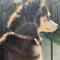 Doxtasy Hondenhalsband Met Naam Large Brown -Hond winkel image 2087