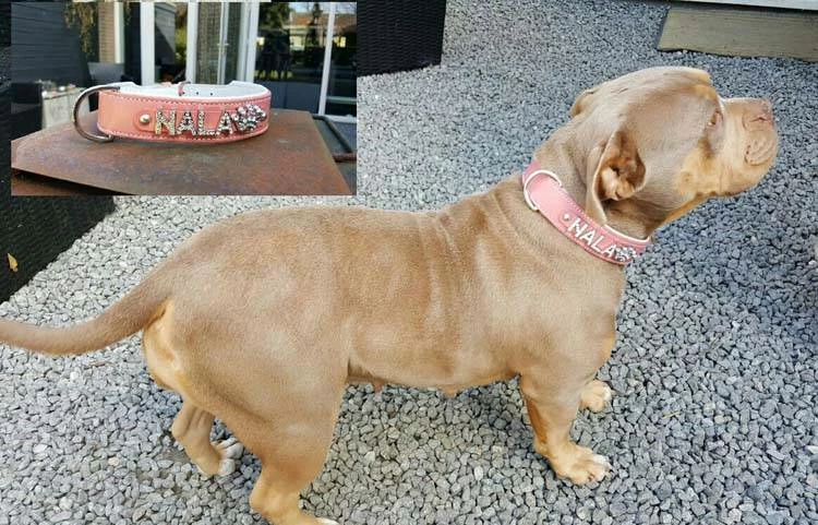 Doxtasy Hondenhalsband Met Naam Large Pink 4 Doxtasy Hondenhalsband Met Naam Large Pink - Afbeelding 2