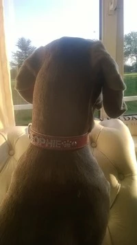 Doxtasy Hondenhalsband Met Naam Large Pink 5 Doxtasy Hondenhalsband Met Naam Large Pink - Afbeelding 3