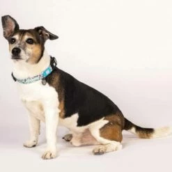 Max&Molly Max & Molly Hondenhalsband Unicorn 8 Max&Molly Max & Molly Hondenhalsband Unicorn -Hond winkel image 2125