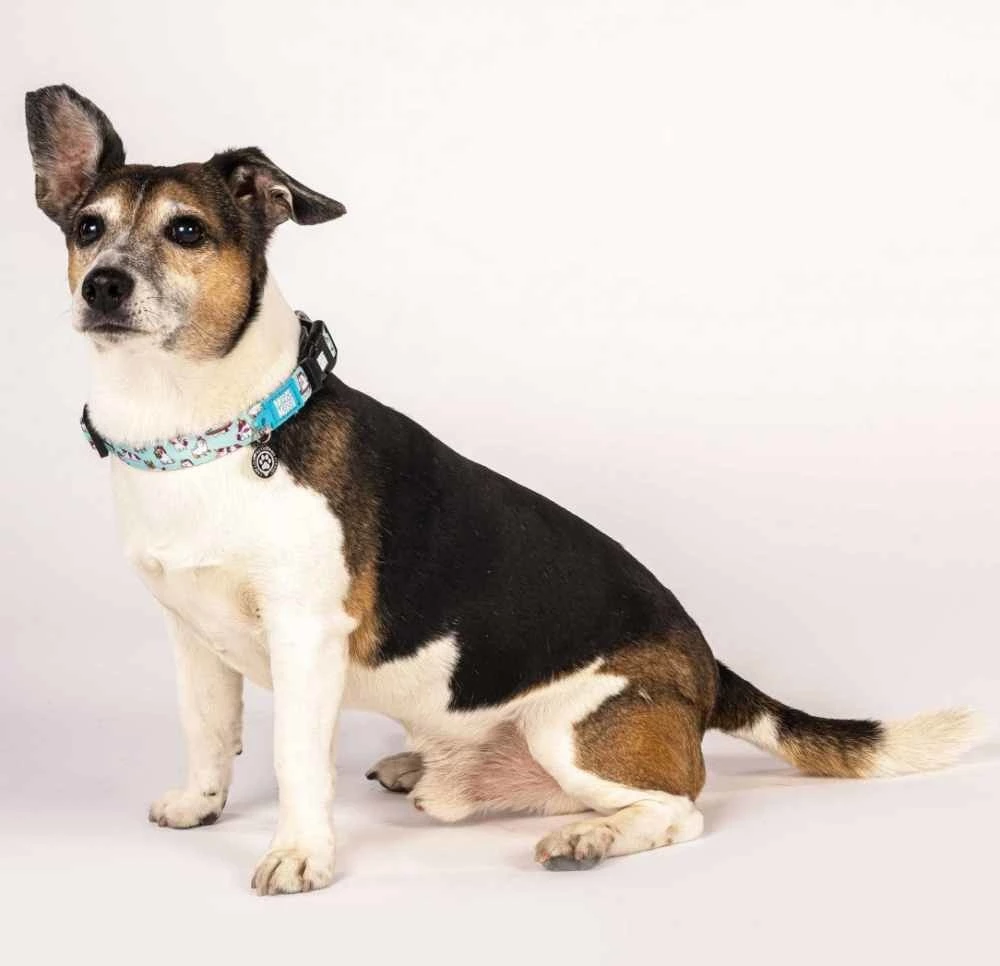 Max&Molly Max & Molly Hondenhalsband Unicorn 4 Max&Molly Max & Molly Hondenhalsband Unicorn - Afbeelding 2