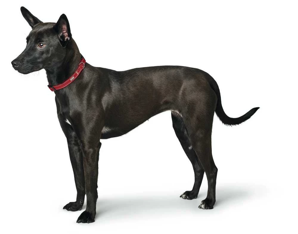 Hunter Hondenhalsband Canadian Petit Rood 4 Hunter Hondenhalsband Canadian Petit Rood - Afbeelding 2