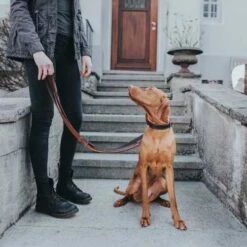 Hunter Hondenhalsband Cody Donkerbruin -Hond winkel image 2149