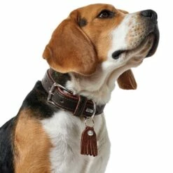 Hunter Hondenhalsband Cody Donkerbruin -Hond winkel image 2150