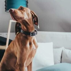 Hunter Hondenhalsband Cody Donkerbruin -Hond winkel image 2151