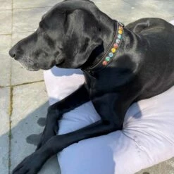 Doxtasy Hondenhalsband Silly Stones Black 25mm -Hond winkel image 2168