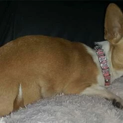 Doxtasy Hondenhalsband Met Naam Medium Pink 12 Doxtasy Hondenhalsband Met Naam Medium Pink -Hond winkel image 2183