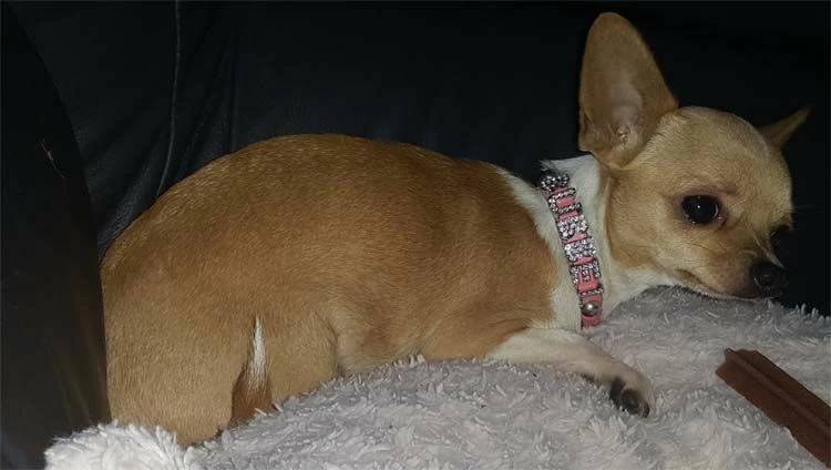 Doxtasy Hondenhalsband Met Naam Medium Pink 5 Doxtasy Hondenhalsband Met Naam Medium Pink - Afbeelding 3