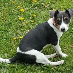 Doxtasy Hondenhalsband Met Naam Medium Pink 15 Doxtasy Hondenhalsband Met Naam Medium Pink -Hond winkel image 2186