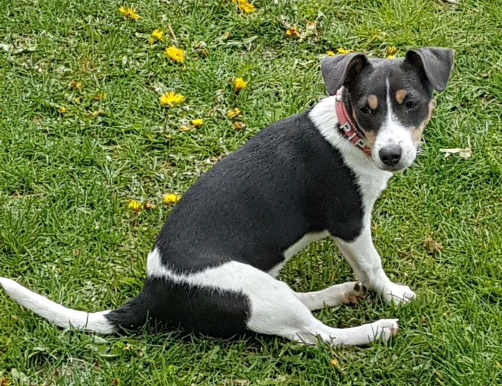 Doxtasy Hondenhalsband Met Naam Medium Pink 8 Doxtasy Hondenhalsband Met Naam Medium Pink - Afbeelding 6