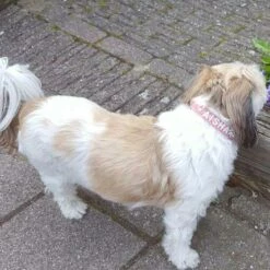 Doxtasy Hondenhalsband Met Naam Medium Pink 16 Doxtasy Hondenhalsband Met Naam Medium Pink -Hond winkel image 2187