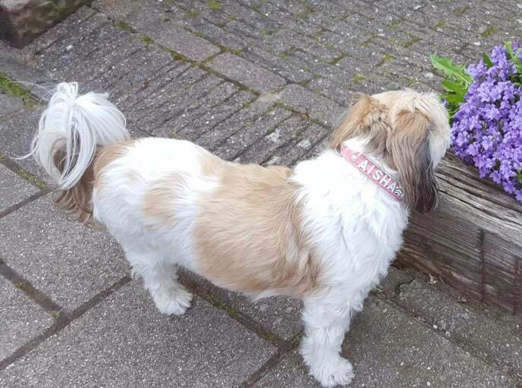 Doxtasy Hondenhalsband Met Naam Medium Pink 9 Doxtasy Hondenhalsband Met Naam Medium Pink - Afbeelding 7