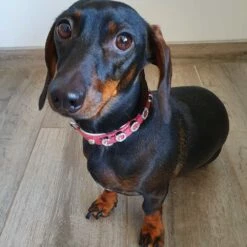 Doxtasy Hondenhalsband Met Naam Medium Pink 17 Doxtasy Hondenhalsband Met Naam Medium Pink -Hond winkel image 2188