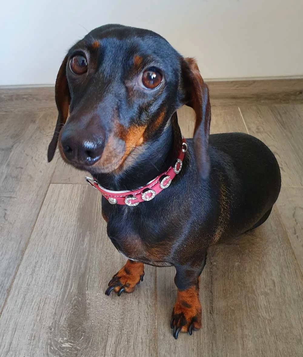 Doxtasy Hondenhalsband Met Naam Medium Pink 10 Doxtasy Hondenhalsband Met Naam Medium Pink - Afbeelding 8