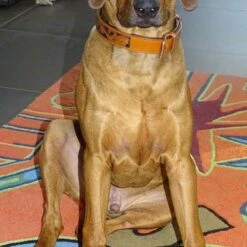 Heim Hondenhalsband Savanne Cognac -Hond winkel image 2204