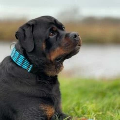 Doxtasy Hondenhalsband Blue River 50mm -Hond winkel image 2215
