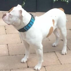 Doxtasy Hondenhalsband Blue River 50mm -Hond winkel image 2216