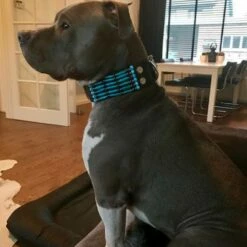 Doxtasy Hondenhalsband Blue River 50mm -Hond winkel image 2219